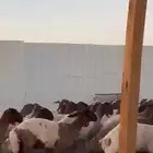 جذعات صنف اللبييع