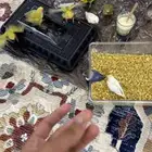 فروخ روز وفروخ فيشر صحه واحجام