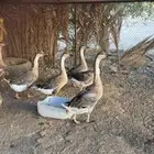 وز عراقي اصل