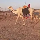 للبيع الرحول السن رباع طبعها طيب