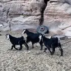 معزاء طيبات