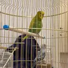 عصافير مع القفص الذهبي