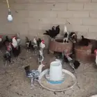 ديوك