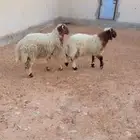 طليان نعيم الريآض الشفاء اي مكان نوصل ذبح باقي اثنين حد1450