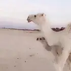 خلفه. رباع تحتها قعود هديه ونفسها زينه