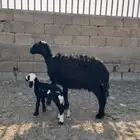 مطفل نجدية للبيع