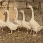 وز بلغاري ابيض بيور