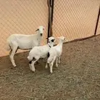 رخل ثنيه تحتها خروف ورخل