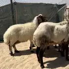 غنم نعيم دفيع