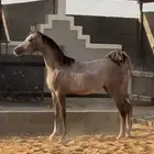 مهر واهو مكس