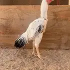 ديك فارسي للبيع