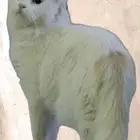 قطه للتبني المستعجل