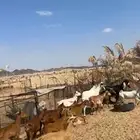 معزا دهم حمر