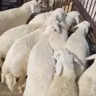 جذعان حري الطايف