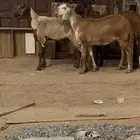 رخال سواكن صنف