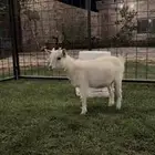 انثى ماعز قزم للبيع