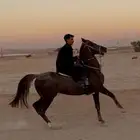 حصان شعبي والمعروف لايعرف