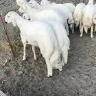 خرفان نظاف وسمان