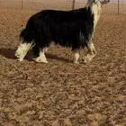 فحل نجدي خصم