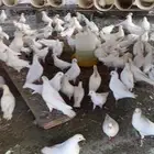 حمام فرنسي