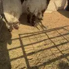 للبيع رخل وخروف بهم نضيف وطيب لتواصل  050 846 1474