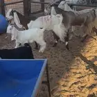 معزا متابيع