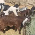 تيوس مخصاه ما شاء الله تبارك الرحمن