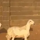 شاه حايل سمين