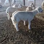 غنم
