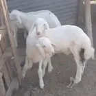 بهم كفوو عدد 5 شعره وحده