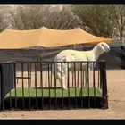 مشروع فحل ولد الفيتو