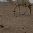 للبيع قعود جذع علياني على سلالة عليان ابن ثنيان