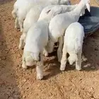 للبيع هرفي حريات رخال طيبه العدد 8 العمر حول 4 شهور