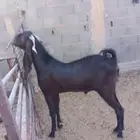 تيس ثني