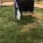 شاه نجديه والد خصم الخصم