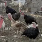 رومي