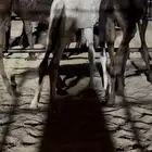 حشوو تربيه للبيع