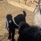 للبيع تيوس عوارض بلدي شرط