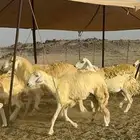 غنم حرية حرش صنف وجرم 70