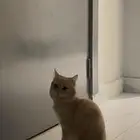 قطط للتبني