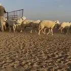 غنم حرش مراح واحد تاسيس متعوب عليه كلها شبب