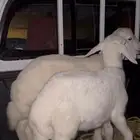 خروفين