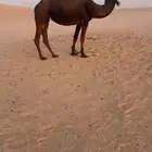 للبيع خفوت طيبه