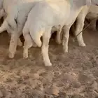 طليان فاخره