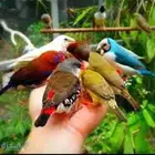 اقبل جميع انواع الطيور والزواحف Huh