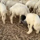بهم حري طيب شعره وشحم