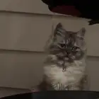 قطه انثى للتبني مجانا