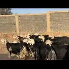 مراح نجد خلفات وجنب