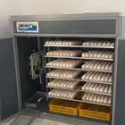 فقاصه وطنيه