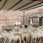غنم حريات